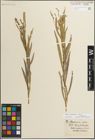 Foto von Salix miyabeana Seemen